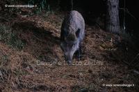 Cinghiale 21-12-11